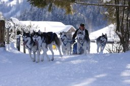 Lenk 2013